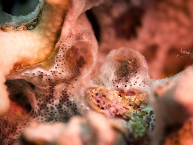 Mavi, tam vücuttaki bir gökkuşağı koşucu