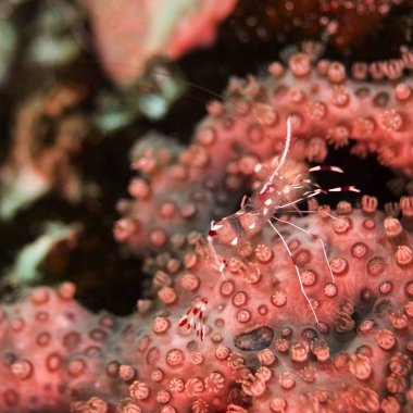 Bir mağara temiz karides şeffaf vücudu ile