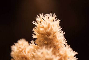 Özellikle aşağı gel zaman mercan için ayrıntılı olarak Güzellik gizler. Bu yumuşak mercan gibi. 