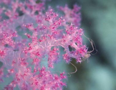 Özellikle aşağı gel zaman mercan için ayrıntılı olarak Güzellik gizler. Bu pembe yumuşak mercan gibi. 