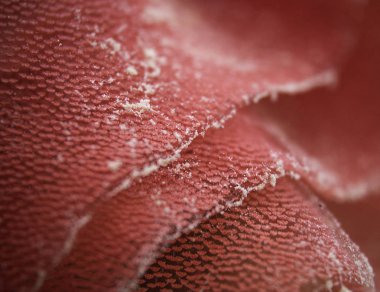 İspanyol dansçı, nudi branche yumurta dizi 