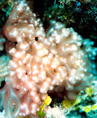 Bir kabarcık anemone onun ayrıntılarda çok az olmak doğal olarak tanır var. Onun pembe minderler bu dünyaya ait değildir. 