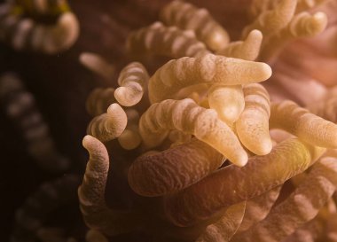 Parmak gibi bu anemone esnek ve onların ayrıntılarda çarpıcı kollarımdaki. Burada bir makro çekim. 