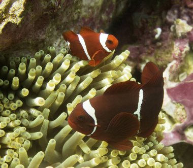 Anemon omurga sheek anemon balık veya palyaço balık Raja Ampat Endonezya