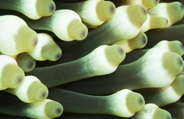 anemon birçok farklı şekiller ve renkler gelir. Bu Endonezya, Raja Ampat oldu. Burada bir detay silah çekti