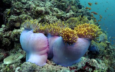 Öğleden sonra anemon yakın geceleri palyaço balığı koruyacaktır. Burada bir kapanmaya başlayan mor-mavi anemon