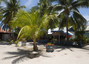 Raja Ampat Endonezya Arborec Adası üzerinde yürüyerek alırken, bazı çarpıcı doğa ziyaretçi selamlıyor. Burada çarpıcı bir palmiye ağacı