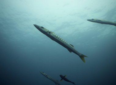 Sarı yüzgeçli Barracuda üzerinde bir dalış Endonezya, Raya Ampat tanıştık. 