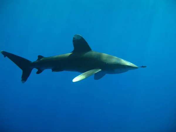 Ponta Branca Oceânica Longimanus Dos Tubarões Mais Curiosos Aqui Uma — Fotografia de Stock