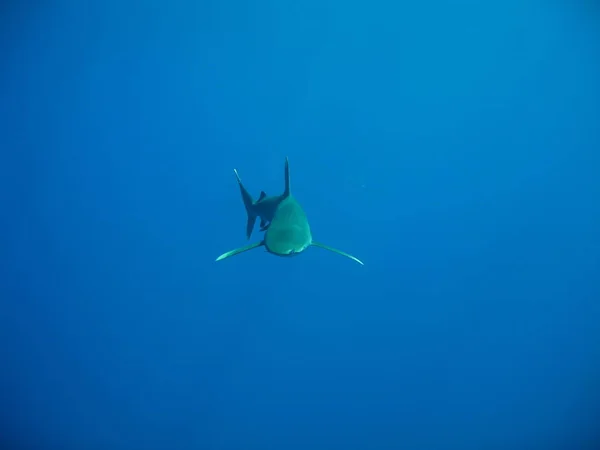 Океаническая Белая Оконечность Лонгиманус Одна Самых Любознательных Акул Фронтальный Вид — стоковое фото