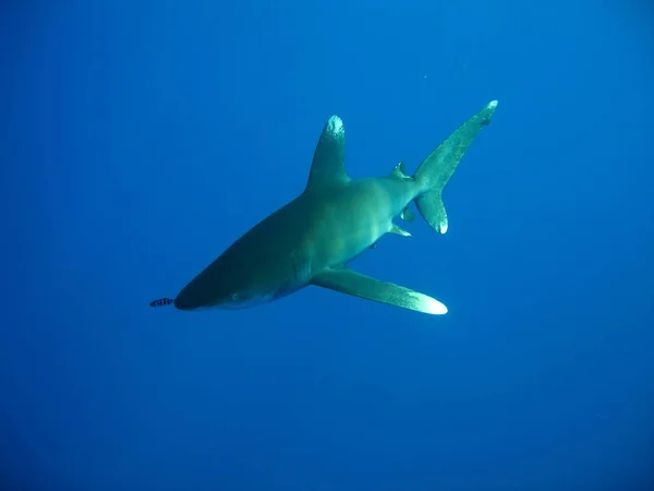 Ponta Branca Oceânica Longimanus Dos Tubarões Mais Curiosos — Fotografia de Stock