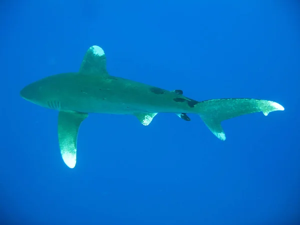 Ponta Branca Oceânica Longimanus Dos Tubarões Mais Curiosos Aqui Uma — Fotografia de Stock