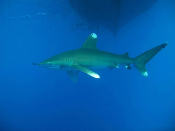 Punta Blanca Oceánica Longimanus Uno Los Tiburones Más Curiosos Aquí —  Fotos de Stock