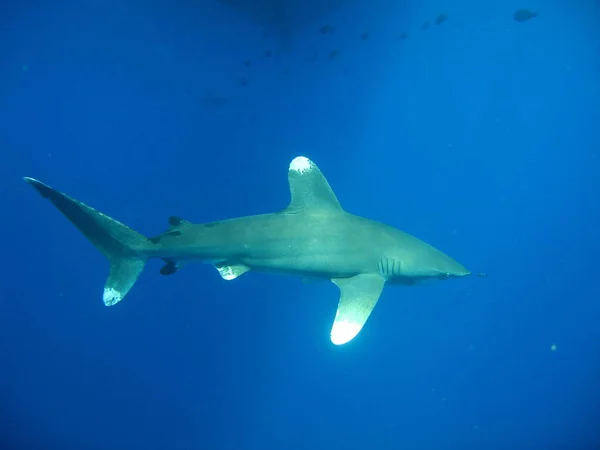 Ponta Branca Oceânica Longimanus Dos Tubarões Mais Curiosos Aqui Uma — Fotografia de Stock