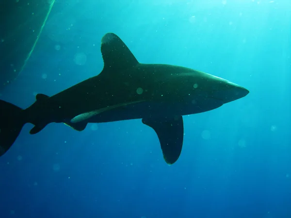 Punta Blanca Oceánica Longimanus Uno Los Tiburones Más Curiosos Aquí — Foto de Stock