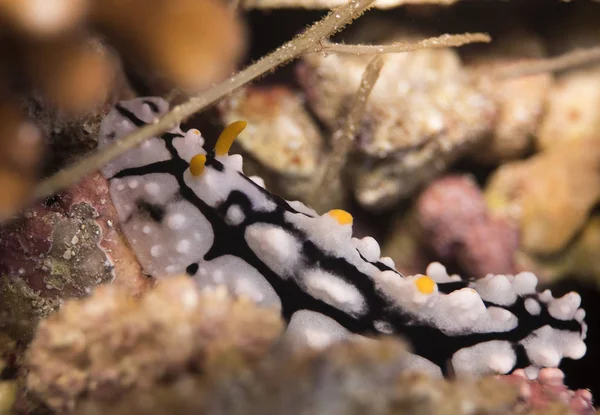 Wart Slug Red Sea Egypt — Stock Photo, Image