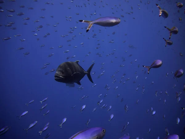 Obří Trevally Modré Vodě Hledání Potravy Loví Modrá Fuseliers — Stock fotografie