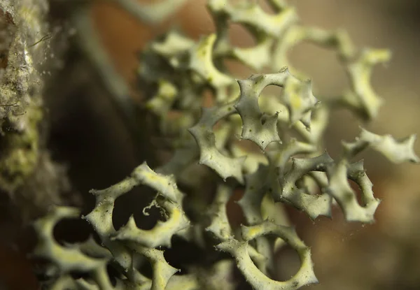 A detail of a marine plant found in the Red Sea in Egypt