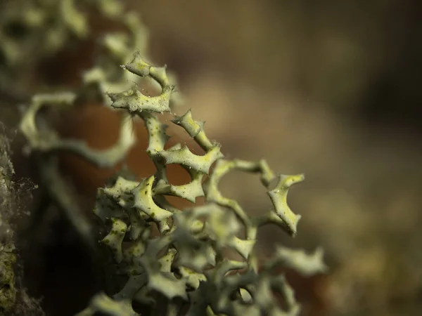 A detail of a marine plant found in the Red Sea in Egypt