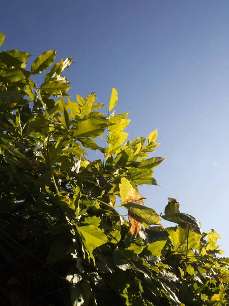 Grønne Blader Klatrende Druer Mot Klar Blå Himmel – stockfoto