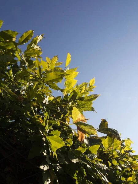 Groene Bladeren Van Een Klimmen Druif Tegen Een Heldere Blauwe — Stockfoto