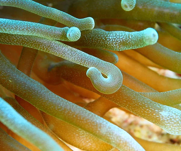 Fingers Anemone Arms Flexible Stunning Details Here Macro Shot — Stock Photo, Image