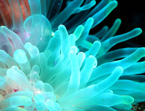 Parmak gibi bu anemone esnek ve onların ayrıntılarda çarpıcı kollarımdaki. Burada nerede silah ışığa kadar parlak mavi agains geri karanlık bir yer gibi görünüyor bir makro çekim