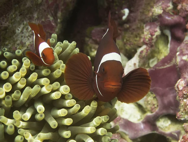Clownfish Μπορούν Βρεθούν Πολλά Χρώματα Και Μεγέθη Αυτές Κόκκινες Είναι — Φωτογραφία Αρχείου