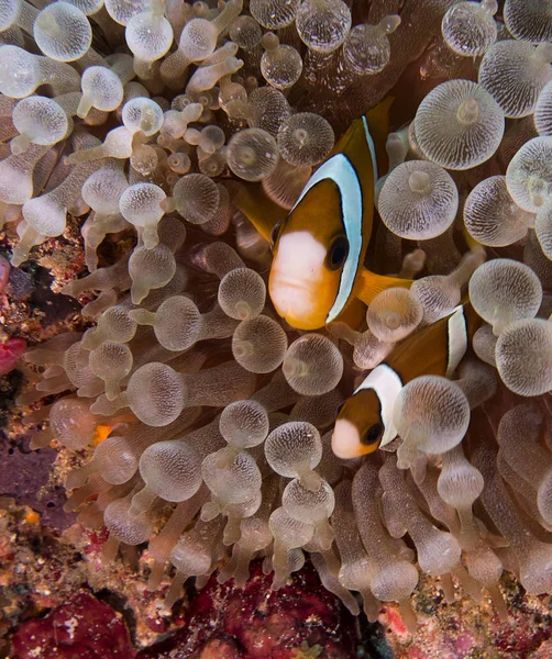 A Shy but interested anemone fish in an anemone in Raja Ampat Indonesia