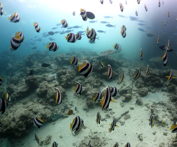 Increíble Sitio Buceo Llamado Fish Tank Las Maldivas Donde Los — Foto de Stock