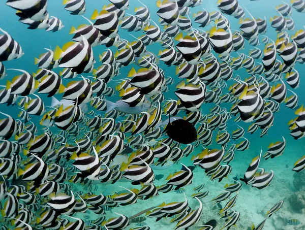 On an amazing dive site called Fish Tank in the Maldives, where the schooling banner fish can be found in big shoals