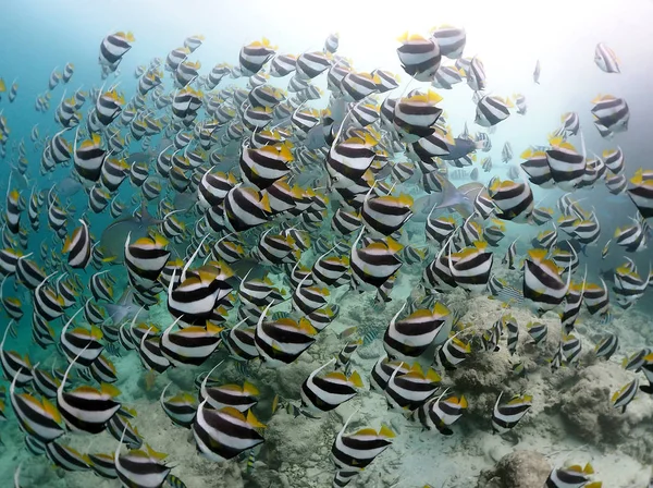 Incrível Local Mergulho Chamado Fish Tank Nas Maldivas Onde Peixe — Fotografia de Stock