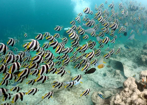 On an amazing dive site called Fish Tank in the Maldives, where the schooling banner fish can be found in big shoals