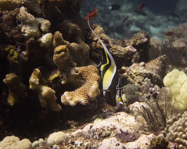 In the shallow waters of Magic Mountain Indonesia,a bannerfish comes searching for food