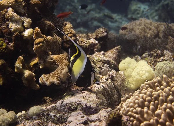 Nas Águas Rasas Onde Sol Agradável Guerra Encontramos Bannerfish Peixe — Fotografia de Stock