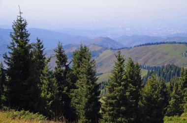 Tien Shan Ladin Almatı bir ortamda dağ yamacında