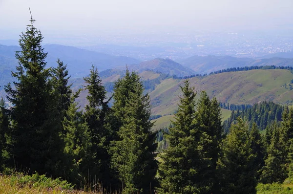 Tien Shan Ladin Almatı bir ortamda dağ yamacında