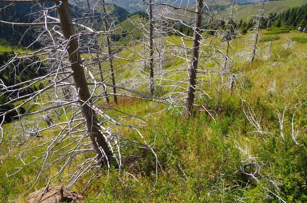 Almatı çevresi ile kurutulmuş Ladin önünde Tien Shan dağlarında görünümünden Panoranic
