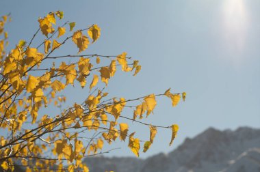 Arka planda dağ zirveleri ile Sonbahar yaprakları