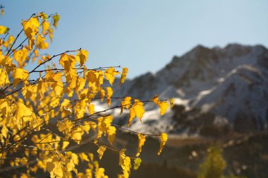 Arka planda dağ zirveleri ile Sonbahar yaprakları