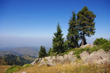 Tien Shan Ladin Almatı bir ortamda dağ yamacında