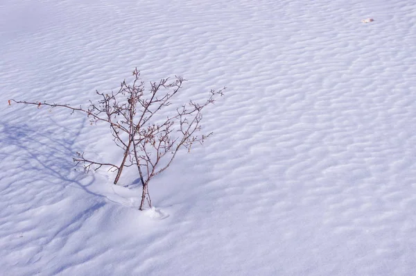 Torrt Gräs Snö — Stockfoto