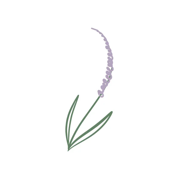 Hand Drawn Tiny Lavender Branch Isolated Wildflower Vector Illustration — Stock Vector