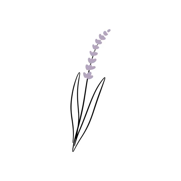 Ramo Lavanda Minúsculo Desenhado Mão Flor Selvagem Isolada Ilustração Vetorial — Vetor de Stock