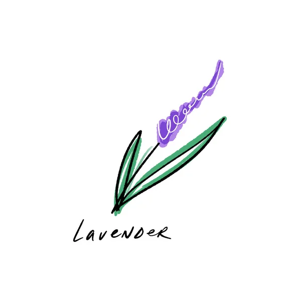 Векторный Акварель Изолированный Цветок Лаванды Цветочный Элемент Дизайна — стоковый вектор