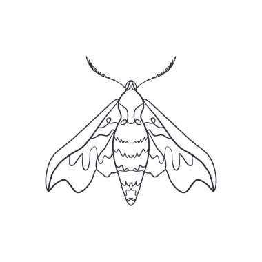 Deilephila elpenor. Kontur hawk güve. Antistress boyama. Kelebek eskiz Eps