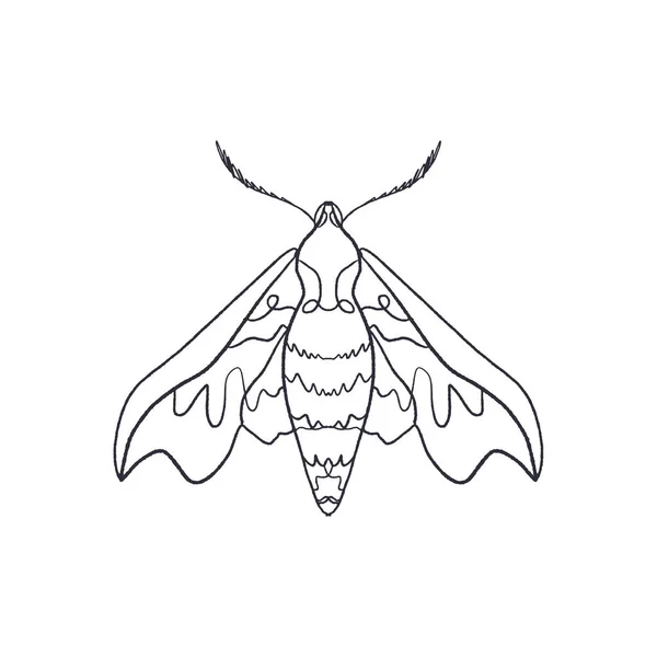 Deilephila Elpenor Konturfalter Antistress Färbung Schmetterlingsskizze — Stockvektor