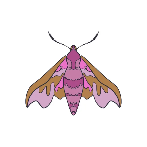 Större Snabelsvärmare Rosa Hawk Moth Butterfly Skiss Eps — Stock vektor