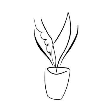 Esrarın içindeki çizgi sanatı. Siyah ve beyaz saray bitkilerinin vektör çizimleri. İzole saksı çiçekleri çizimi.