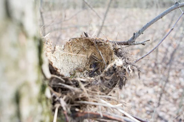 An empty nest of a forest bird without eggs . Macro photography.
